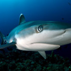 Silver tip shark in Kimbe Bay, Papua New Guinea.