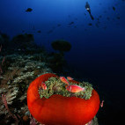 Underwater shot with diver in Kimbe Bay, Papua New Guinea.