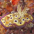 Nudibranch in Uepi, the Solomon Islands
