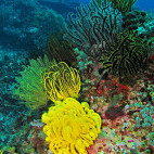 Coral reef in Vanuatu