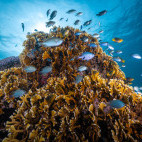 Coral reef in Vanuatu