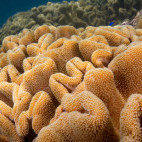 Coral reef in Vanuatu