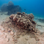 Aircraft engine wreck at Million Dollar Point in Espiritu Santo, Vanuatu