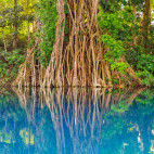 Banyan tree in Espiritu Santo, Vanuatu