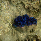 Sea slug in Espiritu Santo, Vanuatu
