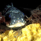 Marble rock cod in Antarctica.