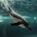 Gentoo penguin in Antarctica