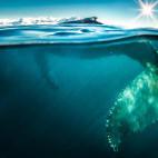 Humpback whale in Antarctica.