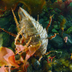 Isopod in Antarctica.