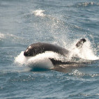 Orca in Antarctica.