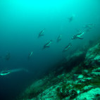 Penguins in Antarctica