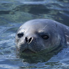 Weddell seal in Antarctica.