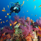 Diver exploring underwater reef scene in Sharm el Sheik