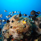 Underwater reef scene and clownfish in Sharm el Sheik
