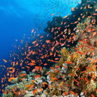 Colourful coral reef in Sharm el Sheikh, Egypt