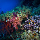 Diver and coral reef in Fury Shoal, Egypt