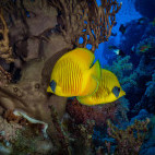 Masked butterflyfish in Fury Shoal, Egypt