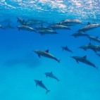 Spinner dolphins in Fury Shoal, Egypt