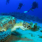 Green sea turtle and divers in Sharm el Sheikh, Egypt