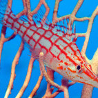 Longnose hawkfish in gorgonian fan in Sharm el Sheikh, Egypt. Image by Simon Rogerson