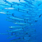 School of barracuda in Egypt