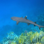 White-tip reef shark and coral reef in Sharm el Sheikh, Egypt