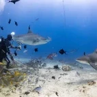 Shark diving in Beqa Lagoon, Fiji