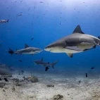 Shark diving in Beqa Lagoon, Fiji