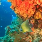 Angelfish in Bligh Water, Fiji