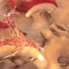 Soft coral crab in Bligh Water, Fiji