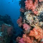 Coral reef in Kadavu, Fiji