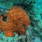 Brain coral in Fiji