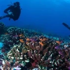 Coral reef & diver in Fiji