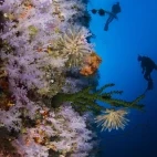 White Wall dive site in Taveuni, Fiji