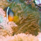 Anemonefish & coral reef in Taveuni, Fiji