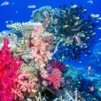 Coral reef in Taveuni, Fiji