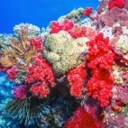 Coral reef in Taveuni, Fiji