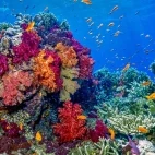 Coral reef in Taveuni, Fiji