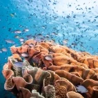 Schooling fish above hard coral in Yasawa Islands, Fiji