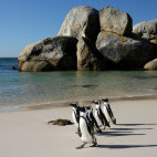 African penguins on Boulder's Beach in South Africa