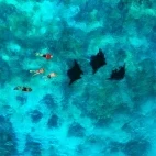 Aerial of manta rays & snorkellers in Fiji.