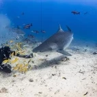 Tiger shark in Beqa Island, Fiji