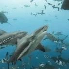 Bull shark in Beqa Island, Fiji