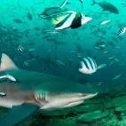 Shark in Beqa Lagoon, Fiji.