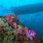 Soft corals in Beqa Island, Fiji