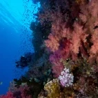 Coral reef in Fiji.