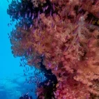 Coral reef in Fiji.