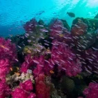 Coral reef in Fiji.