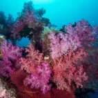 Coral reef in Fiji.