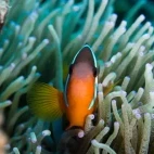 Anemonefish in Fiji.